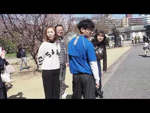 お花見気分でお散歩 新宿御苑を楽しむ 早咲きの桜が咲き始め 2026/03/15 a14