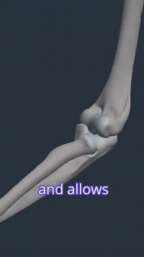 Anatomy of the Elbow Joint