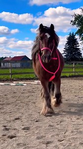 21K views · 786 reactions | Beautiful Gypsy Vanner | Horse Vanner Club | Facebook
