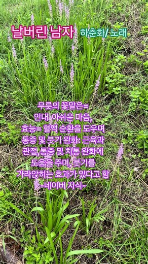 #날버린남자#하춘화노래#2026년 9월 4일
