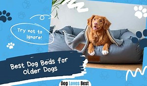 The 7 Best Dog Beds for Older Dogs in 2023 - Dog Loves Best