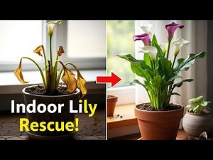 I Grew Calla Lilies Indoors Like This… The Results Shocked Me!