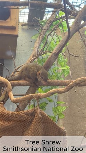 Tree Shrew — Active in the Habitat at the Smithsonian National Zoo