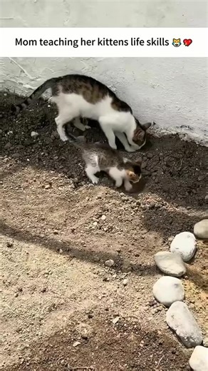 cat lover on Instagram: "In Japan, researchers are using smart walkways to turn everyday activities into clean energy 4. These roads are embedded with special piezoelectric material that can collect kinetic energy from pedestrians' footsteps. When people walk, run or jump, the road surface is slightly deformed, creating mechanical pressure. Piezoelectric crystals convert this pressure into electrical energy. This energy can be used to illuminate street lights, power public displays, and even mon