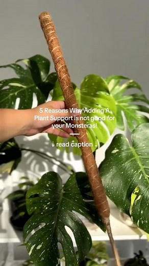 There aren’t any! 😌🤭🌿 Using coco coir poles or any plant support for your Monsteras is a total game-changer in indoor plant care! While not mandatory, these poles bring a bunch of benefits to your Mo #fblifestyle | Ted Reed