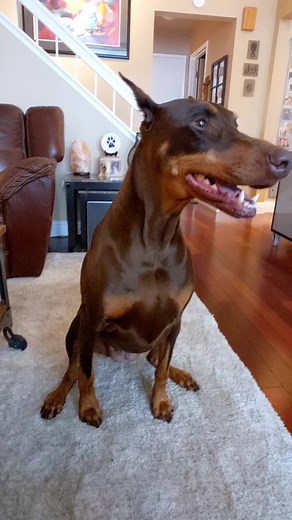 RubyTuesday - The Smartest Doberman Pup