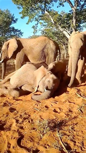 2.1K views · 1K reactions | When mamma is resting but you want to play  Baby Summer doing her best to ensure mamma Anabelle has a not so restful nap! As always, Summer’s nannies are nearby to watch over her. @ifawglobal #wildislife_zen #onebyone #cultureofcare | Wild is Life Trust and ZEN | Facebook