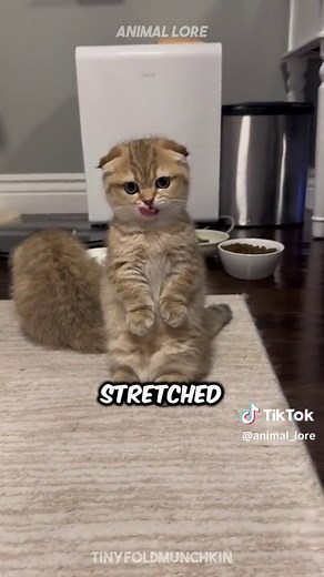 Discover Scottish Fold 🐱 a very cute pet cat breed 😍 #scottishfold #scottishfoldcat