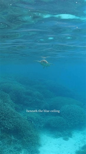 65K views · 4.6K reactions | ✨The magic of the Great Barrier Reef isn’t just in its wildlife, it’s in the countless details that come together in motion. The way light drifts and bends through the water, the liquid blue patterns on the surface, the layered shades of the deep, and the busy city of corals below. These are only a few we see in this very moment. The rest is something only you can see, shaped by the way you choose to look. | Master Reef Guides | Facebook