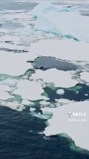 The Surprising Threat of Killer Whales in Safe Waters