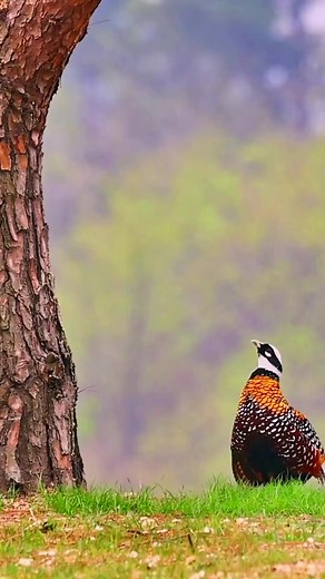 1.9M views · 10K reactions | Most beautifull & rare bird. Birds world #bird #birds #rarebird #birdsbeauty #birdschallenge #birding #animalbeauty | Birds world | Facebook