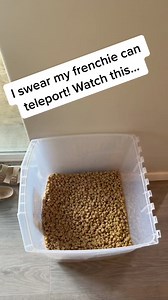 Teleporting frenchie #reels #reelsinfacebook #Fyp #explore #explorepage #frenchie #frenchiesoffacebook #pnw #puppylove #puppy #dog #dogsoffacebook #doglife #viral #foryoupage #frenchie #frenchielove #frenchbulldog #frenchbulldogpuppy #facebookreels #frenchies #frenchiesbook #dogslife #frenchieoftheday #funnydogs #facebookdog #facebookreels #pupsoffacebook #pup #doglovers | Kash.d.frenchie