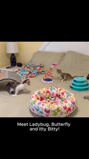 Meet Ladybug, Butterfly, and Itty Bitty! Ladybug is the adorable calico. She adores people and gets along well with her siblings. She's playful and litter trained. Butterfly is the muted tabby tortie and is a sibling to Ladybug. Superactive and loves to cuddle. You can hear her purr from far away! Itty Bitty is small but mighty! Even with his small size, he rough and tumbles with his sisters Ladybug and Butterfly. Itty Bitty also is the sweetest lap kitty. *Note that Itty Bitty isn’t available f