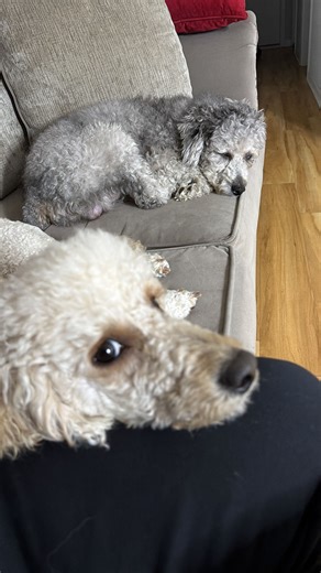 🐩 POODLE PUPPIES AVAILABLE 🐩 Beautiful, healthy poodle pups being raised in a loving home and cared for daily 🤍 ✨ This will come with your pup: ✔️ 1st round of shots ✔️ Deworming ✔️ DHPP (Distemper & Parvo) vaccine 💎 Deposits are now being accepted to reserve your pup Perfect companion and an amazing Valentine’s Day gift 💝🐶 📞 Jessie Avila 📱 (443) 757-2679 Serious inquiries only. Message or call to secure your puppy 🐾 ⸻ Hashtags: #PoodlePuppies #PoodlesForSale #HealthyPuppies #DepositsAc