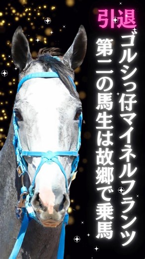 ゴルシっ仔引退第二の馬生へ!マイネルフランツ君乗馬へ転向 #ゴールドシップ産駒 #マイネルフランツ #乗馬
