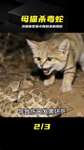 How dare she confront a rattlesnake head-on! The sand cat mother bit it to death in one bite—that...