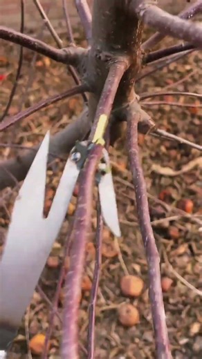 This is the new type of aerial harvesting device for Chinese toon and locust flowers.