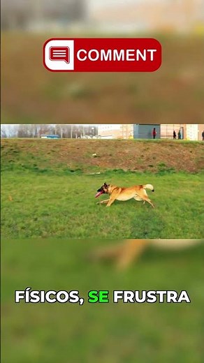 Why are Malinois so different? #malinois #dogs #training