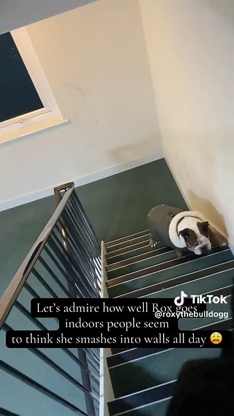 Inspiring Resilience of a Blind English Bulldog