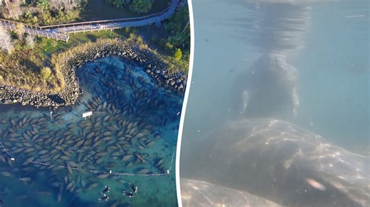 Officers rescue shark tangled in crab trap