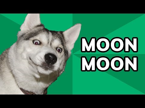 Moon Moon Meme Explained: The Story of the Derpy Wolf That Took Over Tumblr | Meme History