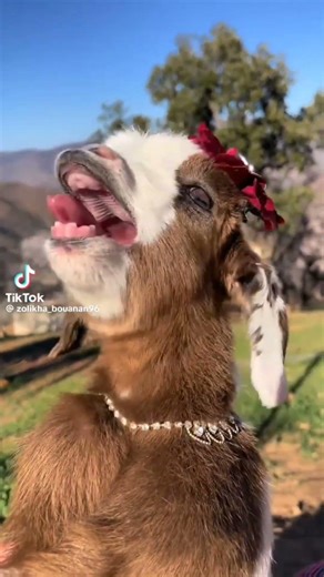 sweet cute and little lamb 🐑