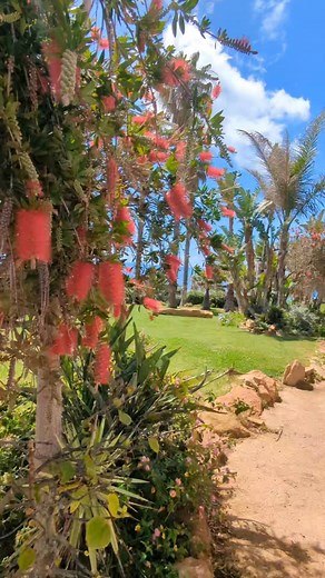 Spring has sprung in our oceanfront gardens #praiadaluz #algarve #easterholidays #portugal #selfcateringvillas #oceanvillasluz | Ocean Villas Luz