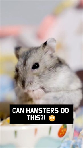 Can Hamsters Really Eat Their Babies? 😳