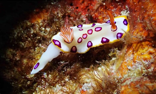 15 Sea Slugs You Won’t Believe Are Real