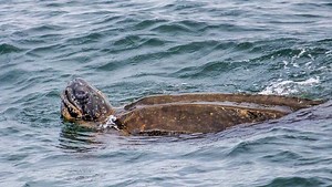 Leatherback sea turtle, jellyfish blooms in Monterey Bay