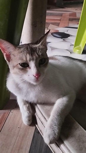 Cute cat🐱🥰 ! Cat sound ! #cat #shorts #youtubeshorts #viralshort