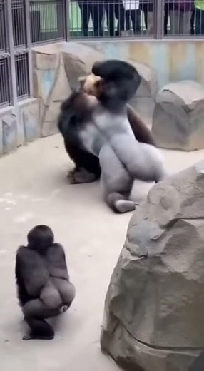 Silverback Goes BEAST MODE - Baby Safe 🔥 #viral #wildlife #silverback