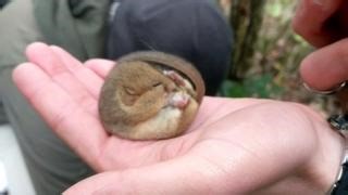 Our dormouse releases are restoring populations where they’ve become extinct 💚 And successful reintroductions are the result of decades of planning. It’s a lengthy process, but worth it, to bring dormice back from the brink. 🐭 Can you help? 👉 bit.ly/help-dormice-today 🎞️Lauren Alexander | People's Trust for Endangered Species