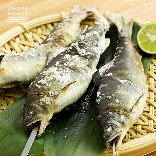【魚のきほん】鮎の串打ち のぼり串編