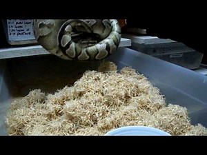 Ball Python Tour
