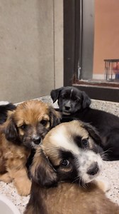 🎤 This just in: NSYNC has officially reunited… as Shih Tzu puppies! Meet Chris Fitzpatrick, Lance Bass, JC Chasez, Justin Timberlake and Joey Fatone — 5 fluffy, fabulous 2-month-old boys ready to steal the stage and your heart.💕 Today is National Rescue Dog Day, and if you’re feeling left out, don’t worry — these pop stars will be ready for adoption later this week, just in time to make your Memorial Day weekend puppy-perfect. 🎶✨ We’re open for walk-in visitors Wednesday–Sunday from 11AM to 3