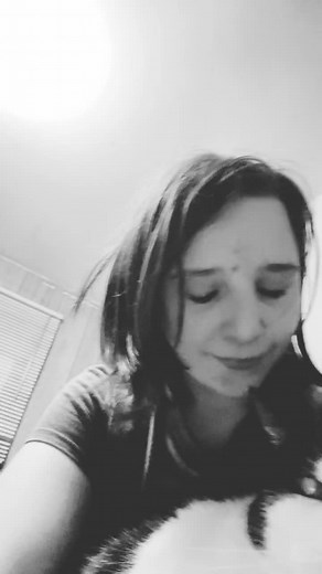 Caring for Domestic Short-Haired Cats at Home