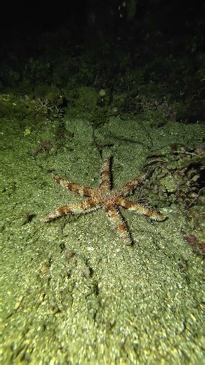 Very fast starfish.