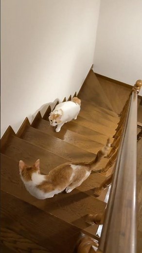 階段を駆け上がるムチムチボディのハム🐹「ハイッ！」