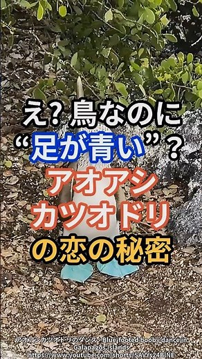 え!? 鳥なのに“足が青い”？アオアシカツオドリの恋の秘密 #アオアシカツオドリ #動物雑学 #