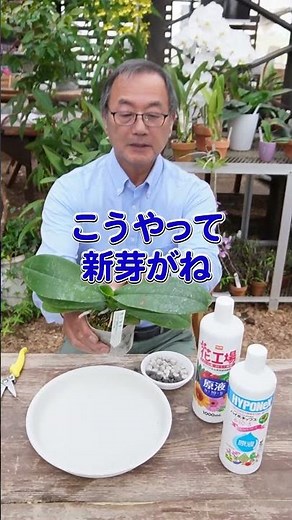 【洋蘭】胡蝶蘭 新葉が出たら肥料やり[orchid]Phalaenopsis orchid, fertilize when new leaves appear@seedpot368 #sheath