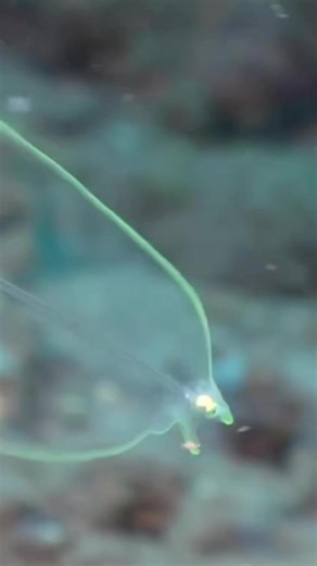 Incredible Marine Life: The Transparent Eel Larva