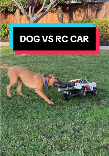 Dog VS $850 RC Car | rc car