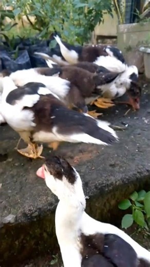 Duckling | Waktunya Makan Siang 🦆 #duckling #muscovyduck #entok #animals #shorts