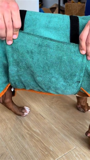 CHOCO BATH TIME 🧸🫧 SO CUTE! Choco’s bath time is the cutest thing ever 🫧🩵 Check out all the products I used — link in my profile! 🐾✨ #CleanPup #americanbully #fyp #dogsoftiktok #bathtime #puppy #cute #petcare #viral #trend #doglover #cleanpup | Biggie American Bully