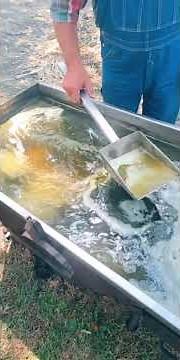 Making SORGHUM #Howto Sweet Syrup Old School Tennessee State Fair Muddy Pond #TennesseeStateFair