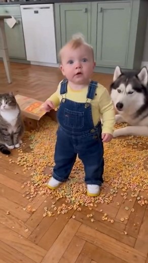 Cereal crime scene. Guess who's guilty? 🐶😂 😸💕 #cats #reels #reelsofinstagram #catsviral #catlove #catsofinstagram #travel #cat #nyc #newyork | Purrfect Claws