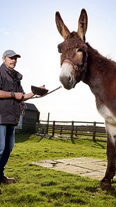 255K views · 2.7K reactions | Tallest donkey 𢡊 167 cm (5 ft 5 in) - Radcliffe’s Dynamic Derrick (aka Derrick)  Derrick lives at Radcliffe Donkey Sanctuary, Huttoft, in Lincolnshire, UK. On the same date, one of his stablemates Bambou was confirmed to have the longest ears on a living donkey. Both donkeys feature in the new Guinness World Records 2026 book, out now. | Guinness World Records | Facebook