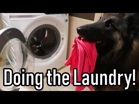 Watch a dog help its owner do the laundry and even unload the clothes out of the washing machine
