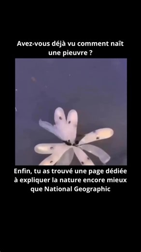 Nature Expliquee on Instagram: "Les pieuvres comptent parmi les créatures les plus fascinantes de l’océan — mystérieuses, intelligentes et véritables maîtres du camouflage. 🐙✨ Avec leur corps mou, leurs trois cœurs et leur capacité à changer de couleur en quelques millisecondes, elles semblent presque venues d’un autre monde. Elles vivent généralement en solitaire, explorant les récifs, les grottes et les profondeurs marines avec une curiosité remarquable. 🌊🔍 Lorsqu’il s’agit de la naissance,